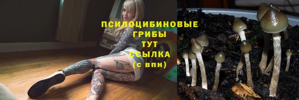 шишки Арсеньев